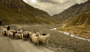 Shepherd with flock in the Himalayas